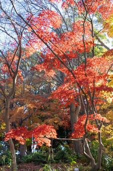 秋の気配・色づく紅葉 秋の気配・色づく紅葉の写真