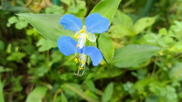 朝咲いて昼にはしぼむはかないつゆくさの花 朝咲いて昼にはしぼむはかないつゆくさの花 つゆくさ,露草,朝の写真素材