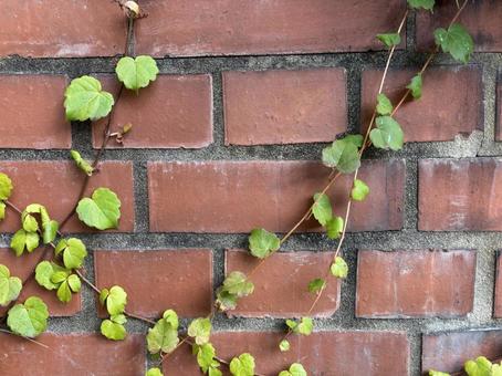 蔦の壁 洋館蔦,蔦,ツタの写真素材
