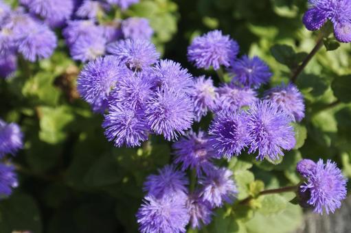 紫色の秋の花① 紫色の秋の花①の写真