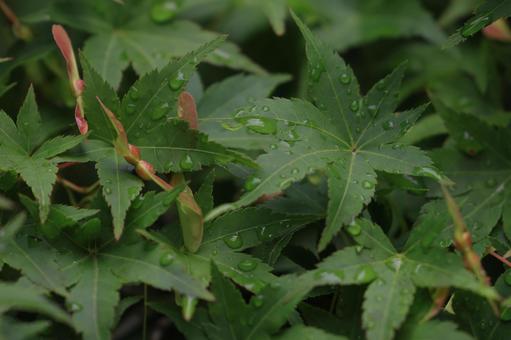 イロハモミジ イロハモミジ,緑,葉の写真素材