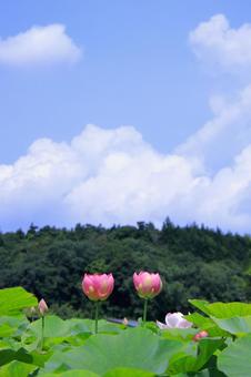 清清しい空とハスの花 清清しい空とハスの花 ハス,風景,空の写真素材