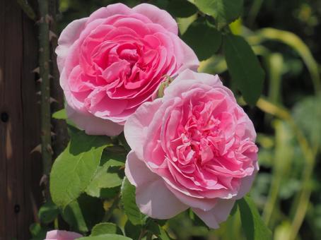 薔薇 薔薇の写真
