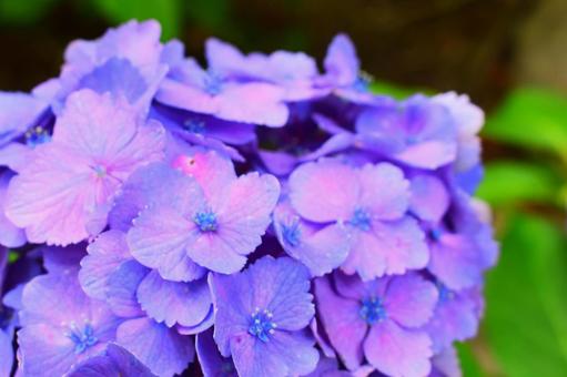 紫陽花 紫 紫陽花 紫の写真