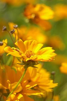 Yellow Cosmos, JPG Yellow Cosmos, JPG