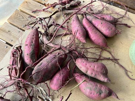 採れたてのサツマイモ 採れたてのサツマイモ サツマイモ,野菜,採れたての写真素材