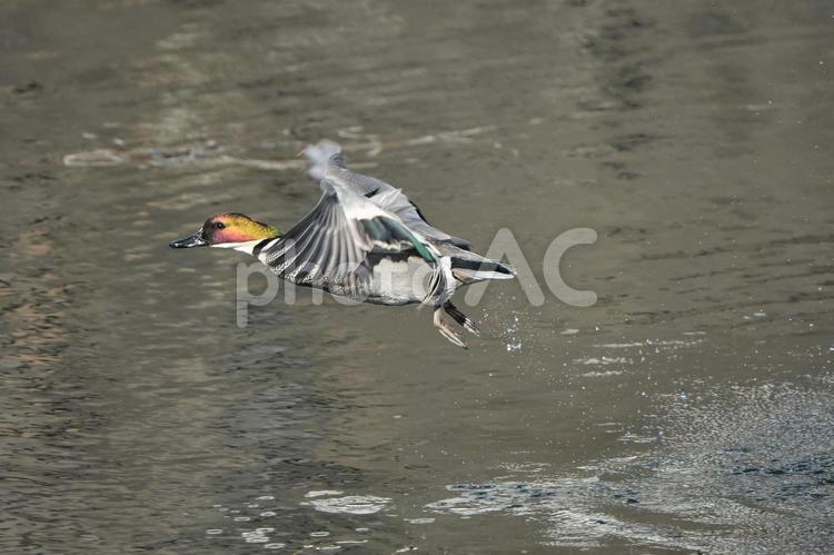 ヨシガモの飛び立ち 冬,野鳥,鳥の写真素材
