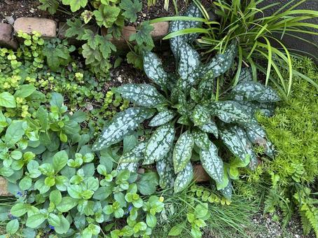 いろいろな葉っぱのグリーン背景 いろいろな葉っぱのグリーン背景 植物,葉っぱ,グリーンの写真素材