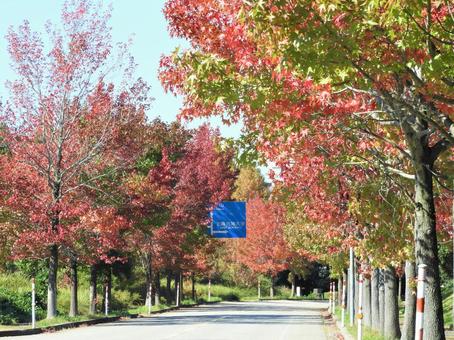 色づくアメリカ楓通り3 アメリカ楓,秋色,秋の写真素材