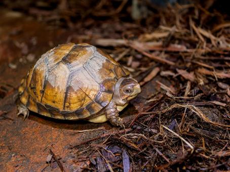 ミツユビハコガメのアップ ミツユビハコガメ,ハコガメ,カメの写真素材