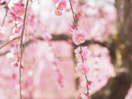 枝垂れ梅 枝垂れ梅,満開,梅の写真素材