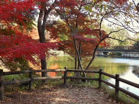 ミクルマ池　散策路から見える風景 風景,森林,紅葉の写真素材
