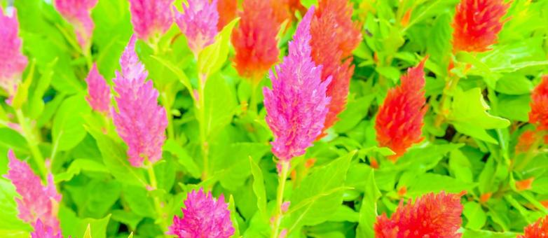 ケイトウの花 ケイトウの花の写真