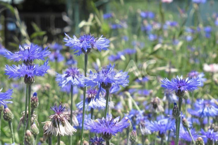 郊外の空き地に群生しているヤグルマギク ヤグルマギク,ヤグルマソウ,花の写真素材