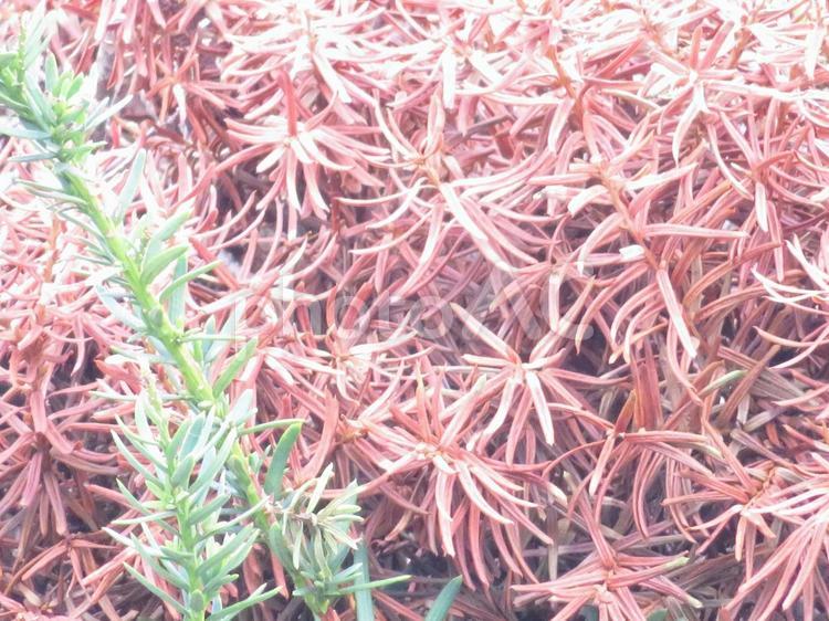 枯れた中にある生命力の背景 グリーン,草,枯れの写真素材