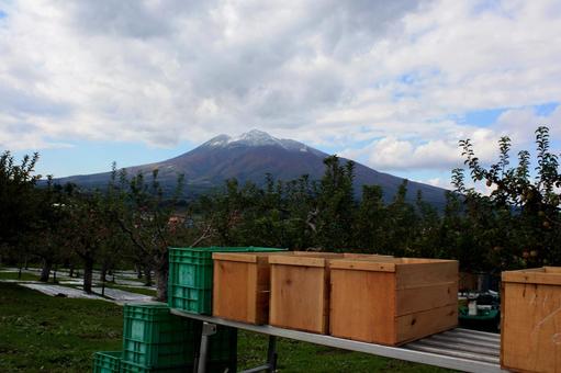 りんご畑＿岩木山＿津軽富士 りんご,秋,果物の写真素材
