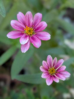 ジニアの花 8 ジニアの花 8の写真