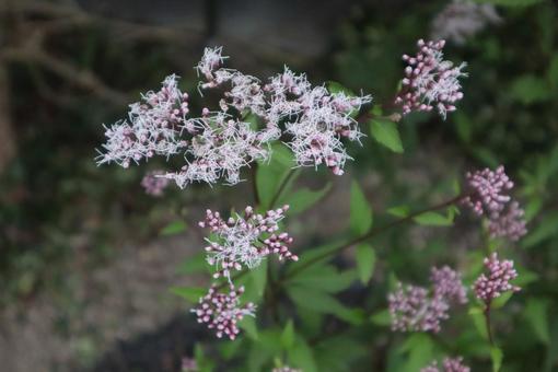 ゆっくり楽しむ 藤袴,花,flowerの写真素材