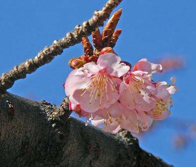 サクラ 'アタミザクラ' サクラ,アタミザクラ,桜の写真素材