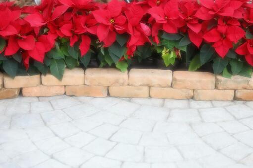 ポインセチア_ソフトフォーカス ポインセチア_ソフトフォーカスの写真
