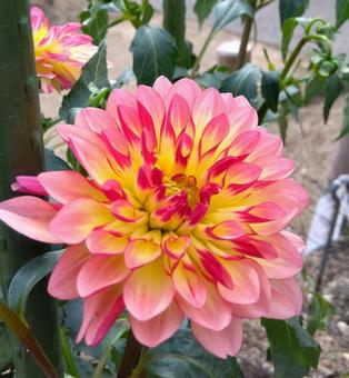 ダリア ダリア,花,フラワーの写真素材