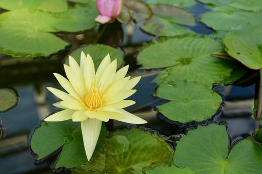 大船フラワーセンターの睡蓮 大船フラワーセンター,鎌倉,神奈川の写真素材