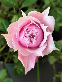 ベランダのバラ・エリクシル 薔薇,バラ,エリクシルの写真素材