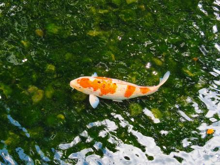 池の中を泳ぐ鯉 池の中を泳ぐ鯉 コイ,魚類,生き物の写真素材