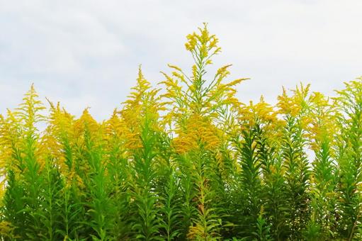 セイタカアワダチソウ セイタカアワダチソウ セイタカアワダチソウ,代萩,花の写真素材