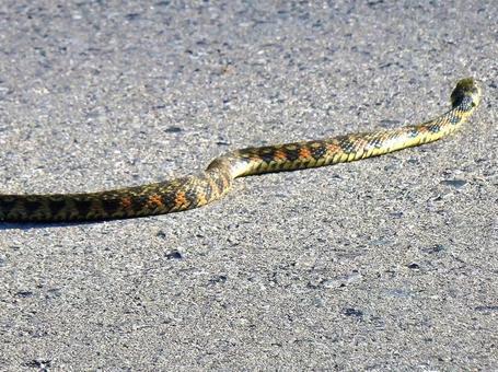 Photo, yamakagashi, yamakashi, red snake, 