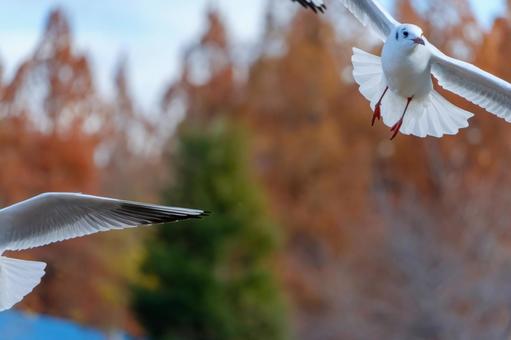 Black-headed gulls flying in the autumn sky, JPG Black-headed gulls flying in the autumn sky, JPG