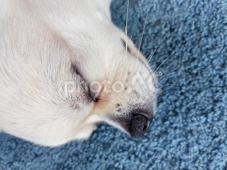 チワワの寝顔のアップ チワワ,寝顔,室内犬の写真素材