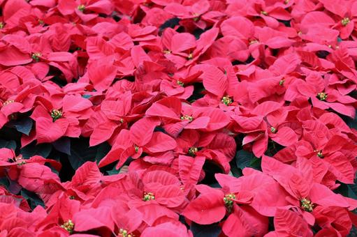 ポインセチア 植物,草,赤色の写真素材