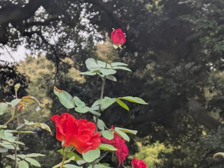 薔薇 薔薇,春,秋の写真素材