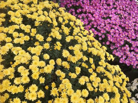 秋の花　菊　黄色とピンク 菊,秋,秋の花の写真素材