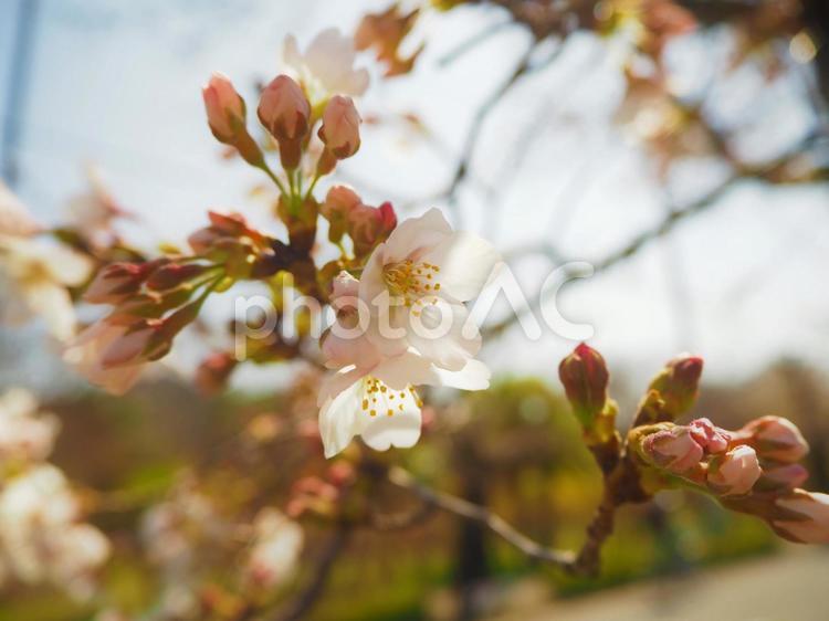 桜　咲き始め さくら,桜,花の写真素材