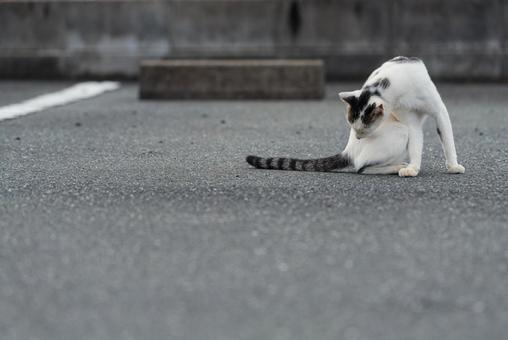 毛繕いをする牛柄猫 牛柄猫,cawcat,ハチワレ猫の写真素材