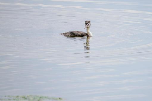 カンムリカイツブリの若鳥(27) カンムリカイツブリの若鳥(27)の写真