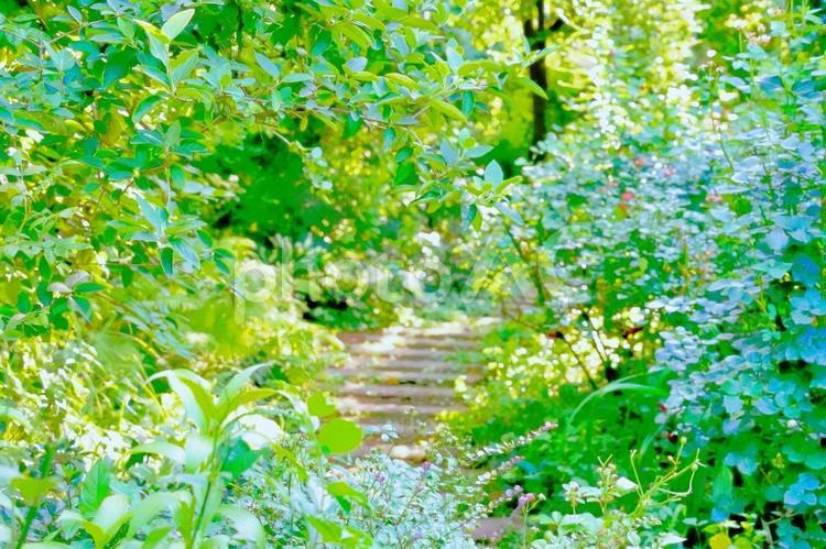 秋の日差しが降り注ぐ美しい自然の中の小道 秋,初秋,日差しの写真素材