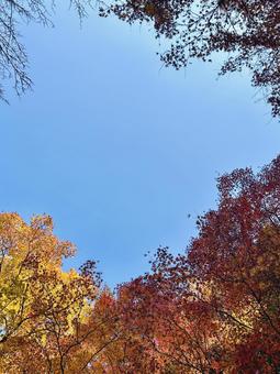 青空ともみじの写真