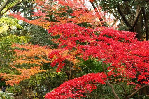 Burning autumn, JPG Burning autumn, autumn leaves, yellow leaves, red, JPG