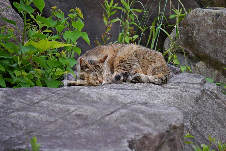 5月の公園猫 ネコ,猫,公園猫の写真素材