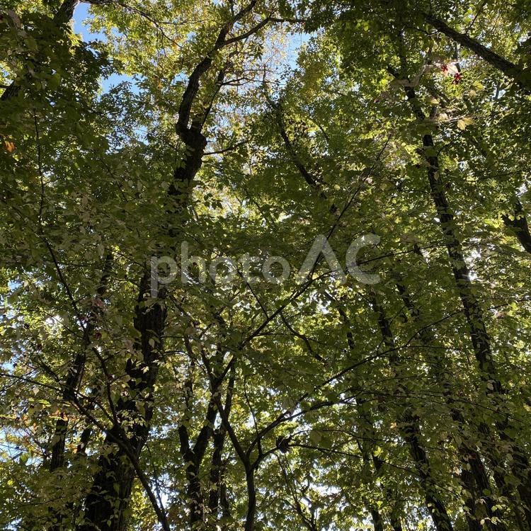 軽井沢の森・林 木々,森,秋の写真素材