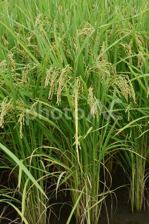 収穫間近い水田の稲穂　鹿児島県　出水平野 稲,穂,水田の写真素材