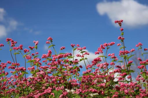 青空と雲とピンクの花の赤そばの花畑の風景 青空,雲,ピンクの写真素材