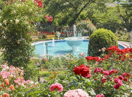 Hanamaki Onsen Roses and Fountain, rose, water spray, landscape, JPG