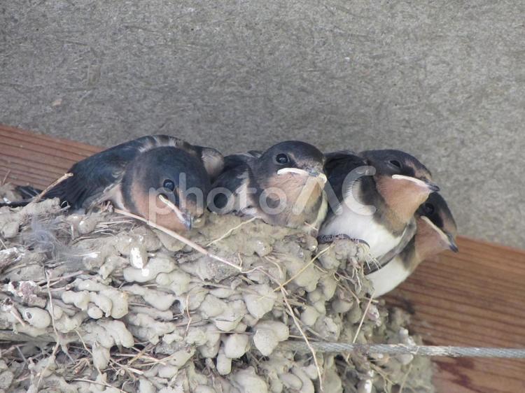 ツバメのひなa ツバメ,つばめ,燕の写真素材