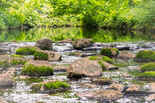 Photo, woods, babbling, clear stream, 