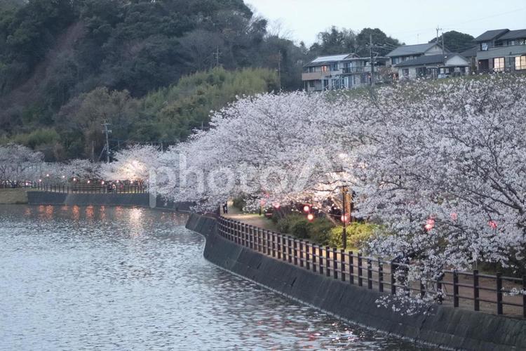 立岡自然公園 立岡自然公園,自然,桜の写真素材
