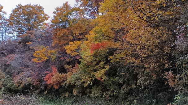 魚沼スカイラインの紅葉 紅葉,魚沼スカイライン,秋の写真素材